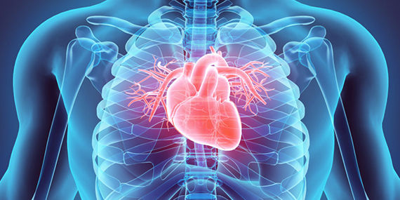 Diagram of a heart inside a person's chest