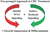 Diagram: Two-pronged approach to CRC treatment
