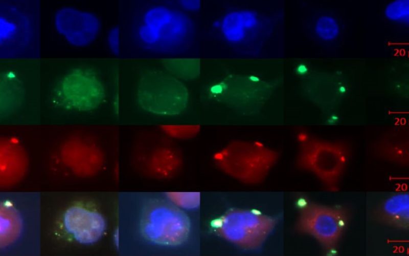 CRISPR